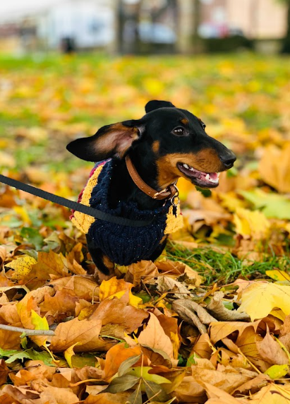 Photo de chien dans les feuilles d'automne
