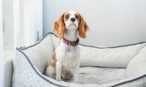 tout sur le stress chez le chien