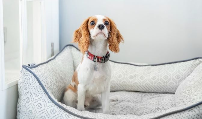 tout sur le stress chez le chien