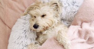 une position de sommeil confortable pour Bear le chien