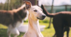 Un chien avec différentes races en arrière-plan