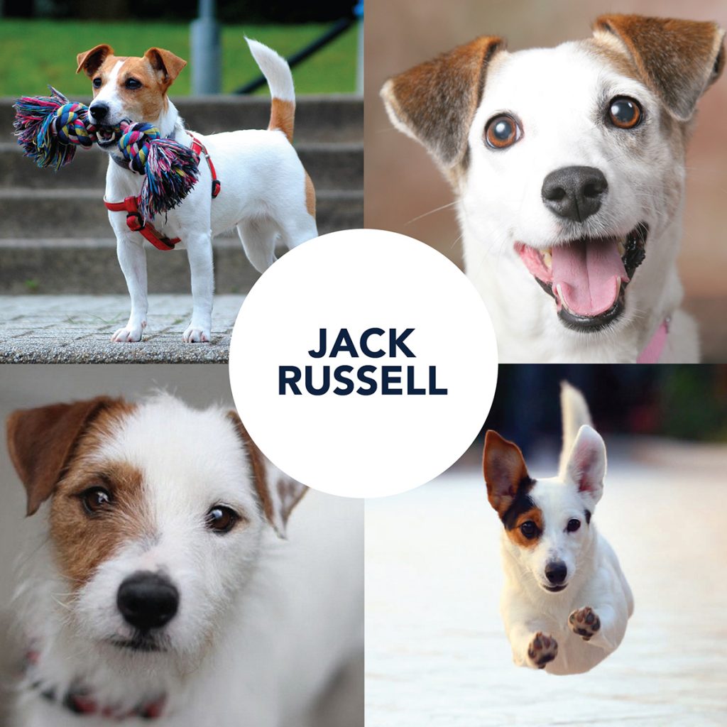 Breed Post Jack Russell