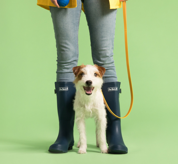 exercising your dog