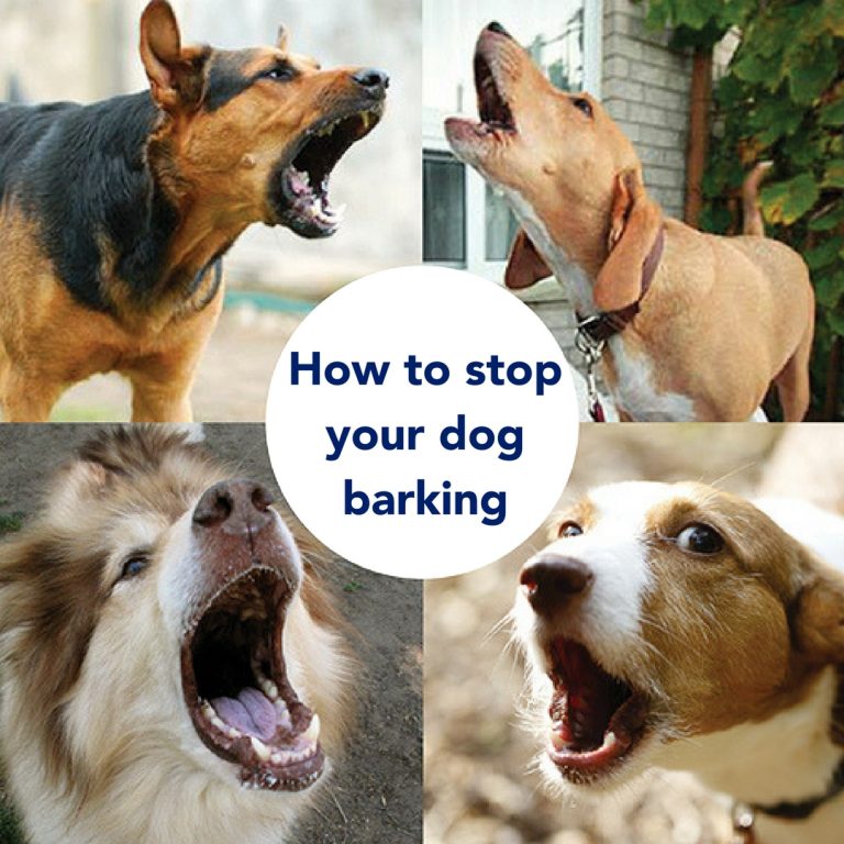 How to stop your dog barking