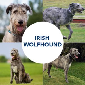 Breed Post: Irish Wolfhounds - tails.com