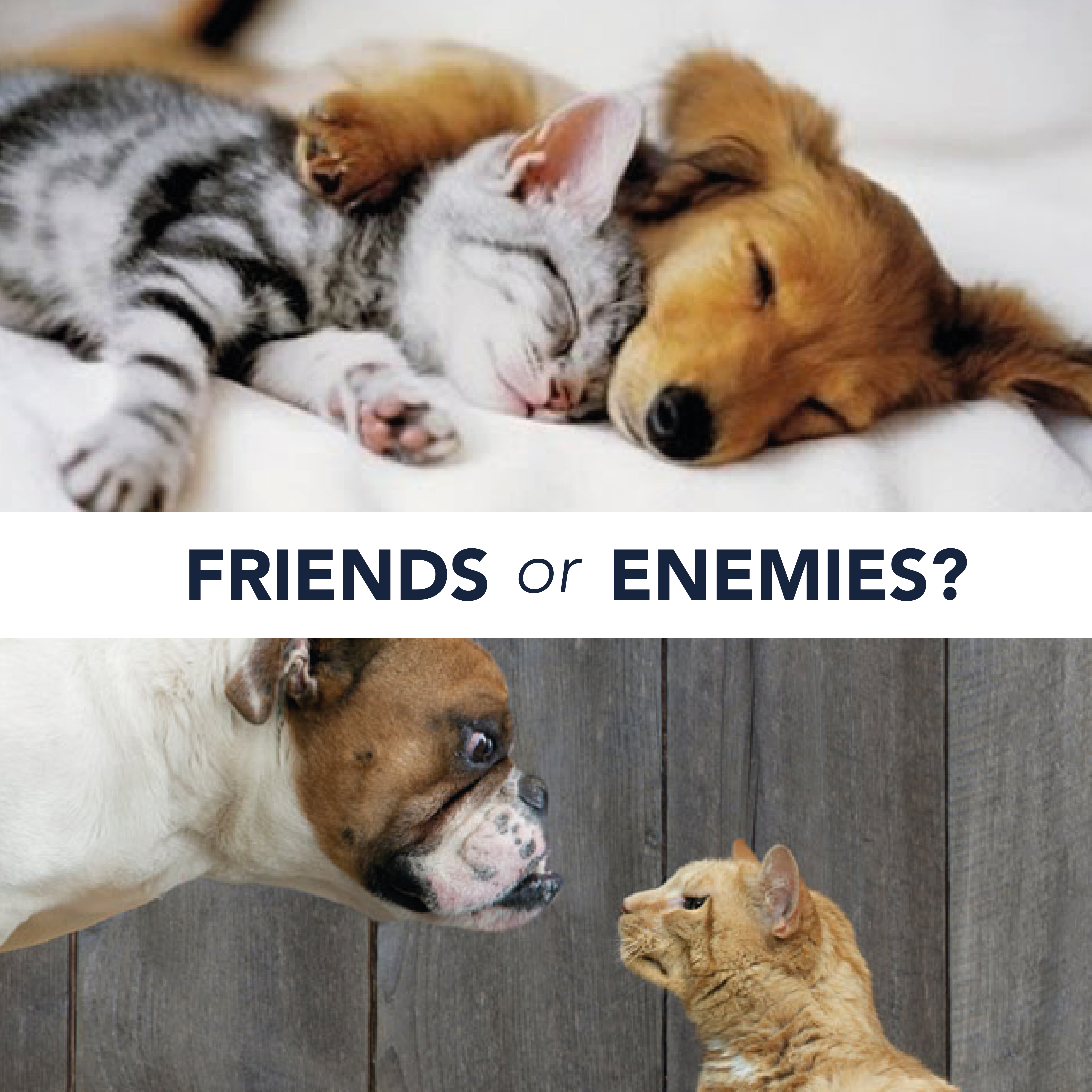 Can cats and dogs be friends?