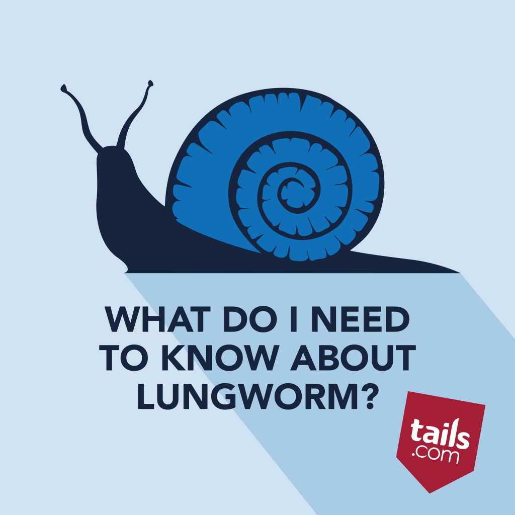 Lungworm in Dogs