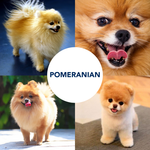 The pomeranian cheap