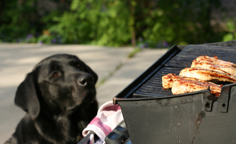 Black Labrador in background staring at meat cooking on a barbecue