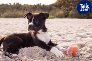 Puppy barking