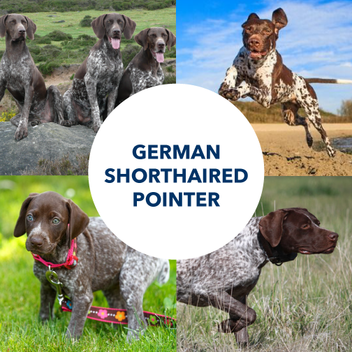 are german shorthaired pointers loyal