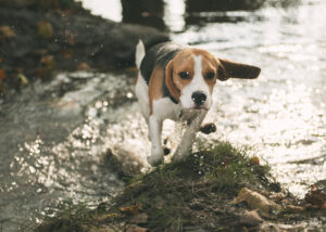 baloo runs through the stream