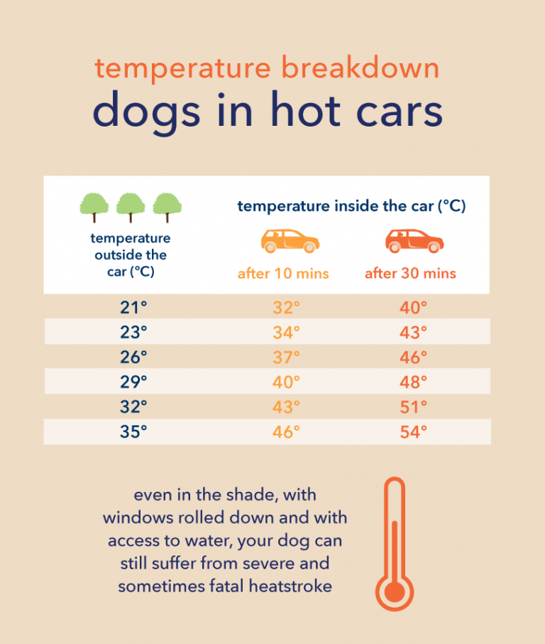 How to keep your dog cool in hot weather - tails.com