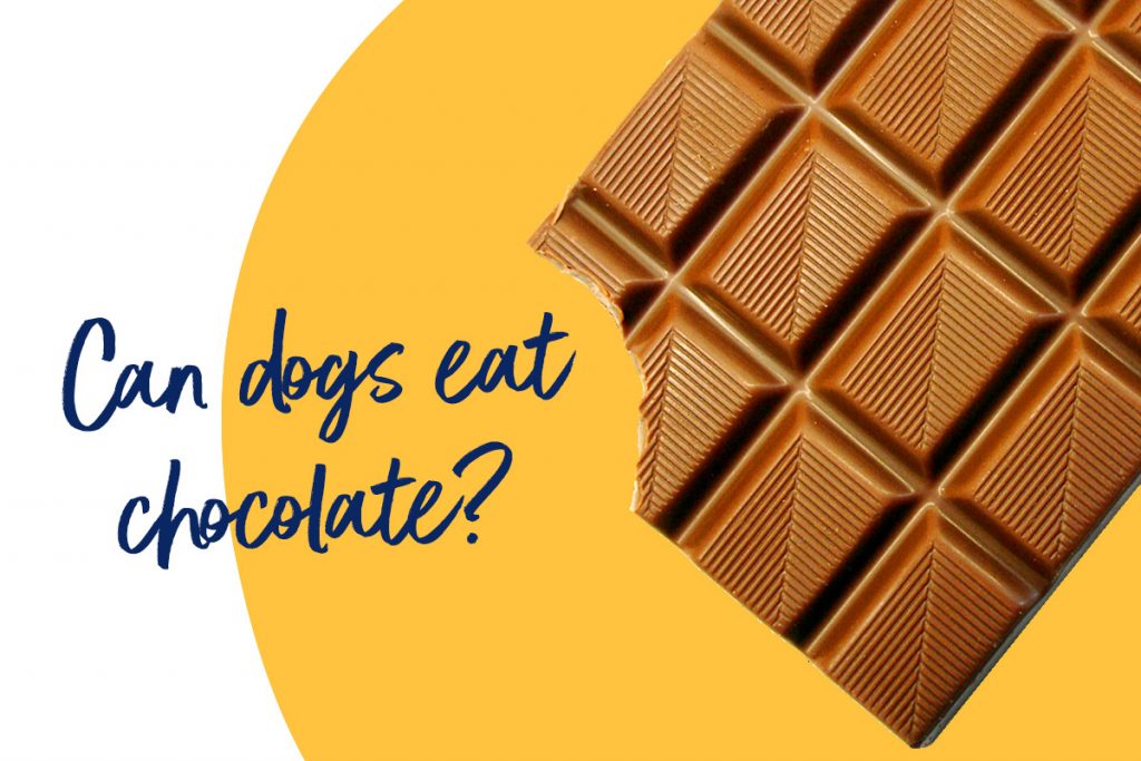 Can dogs eat chocolate? What you need to know