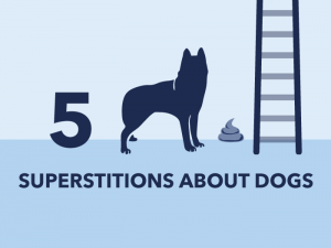 5 superstitions about dogs