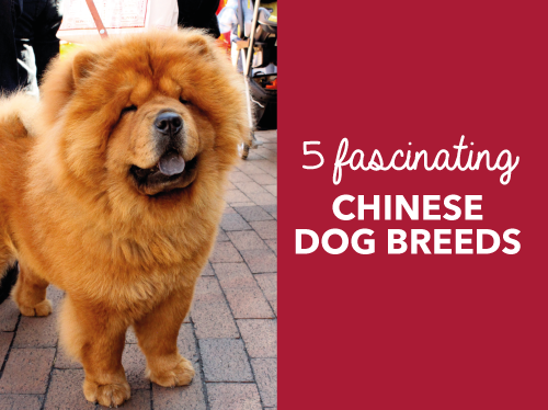 are there any chinese dog breeds