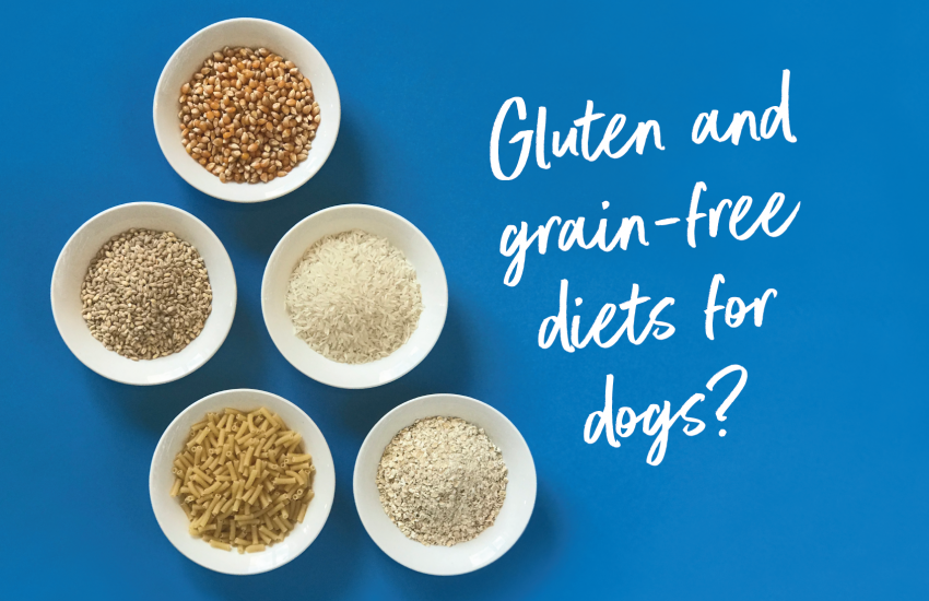 gluten-free dog food
