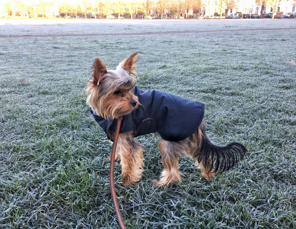 How to keep a cold dog warm - tails.com - Cold Dog Warming Techniques