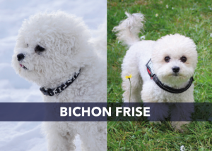 how do i clean my bichon frise eyes