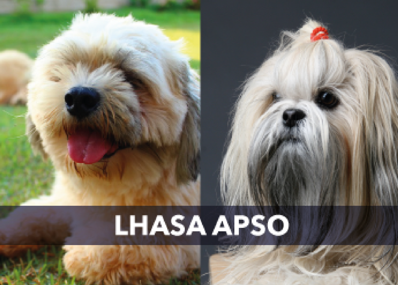 can lhasa apso be left alone at home