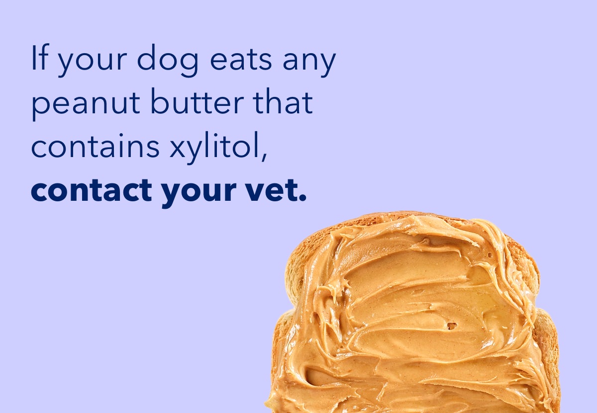 Dogs xylitol hot sale peanut butter