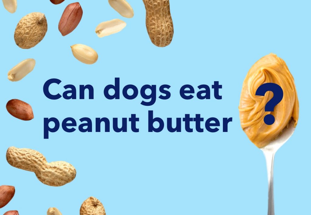 dogs-and-peanut-butter-what-you-need-to-know-the-inside-scoop