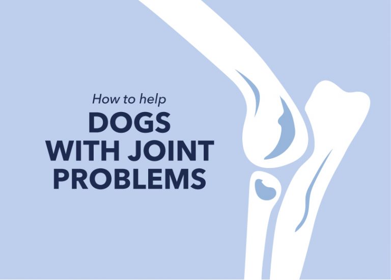 How To Help Dogs With Arthritis And Joint Problems