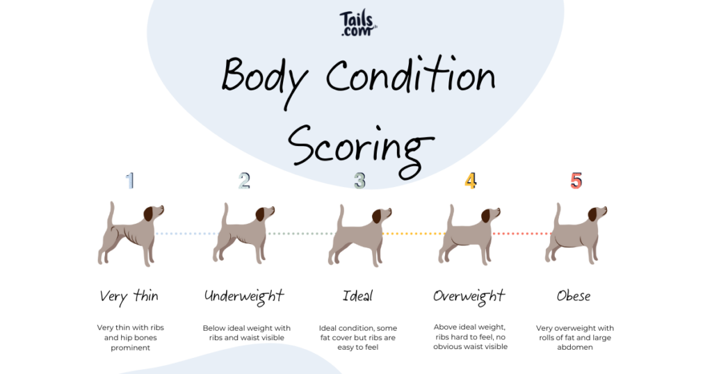 dog-body-condition-score-archives-tails-blog