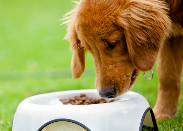 do-dogs-get-bored-of-eating-the-same-food-every-day