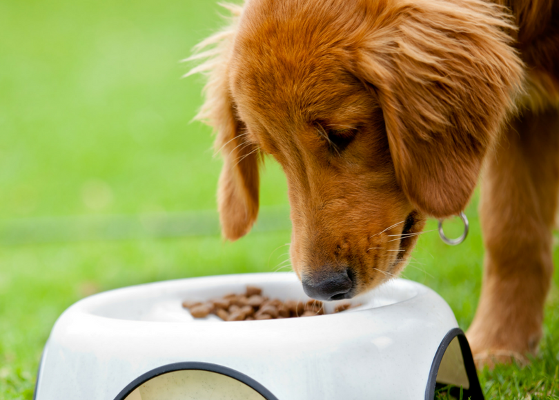 Do dogs get bored of their food? - Tails.com
