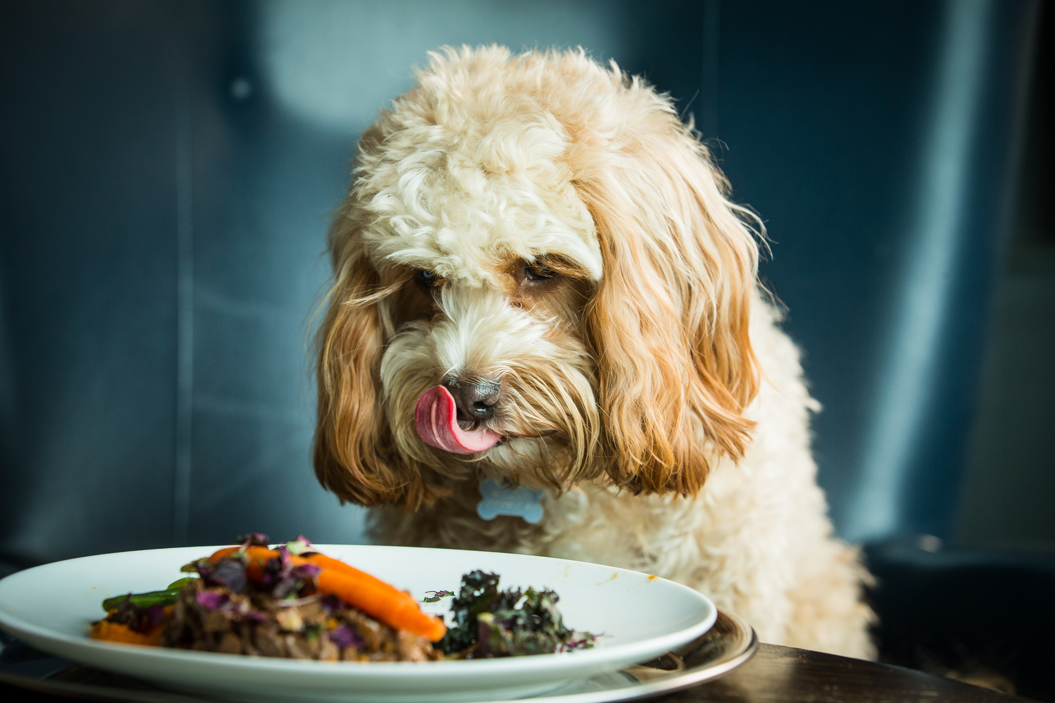 The ultimate gourmet dinner just for dogs