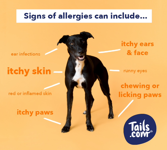 Does my dog have a food allergy tails