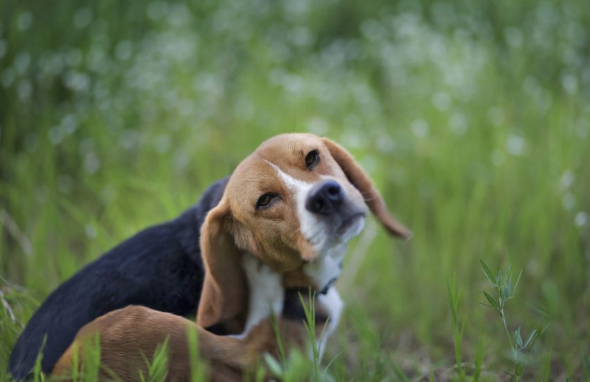 allergies in dogs