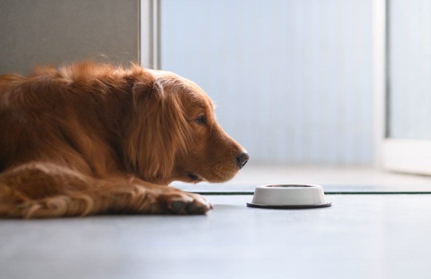 does my dog have a food allergy