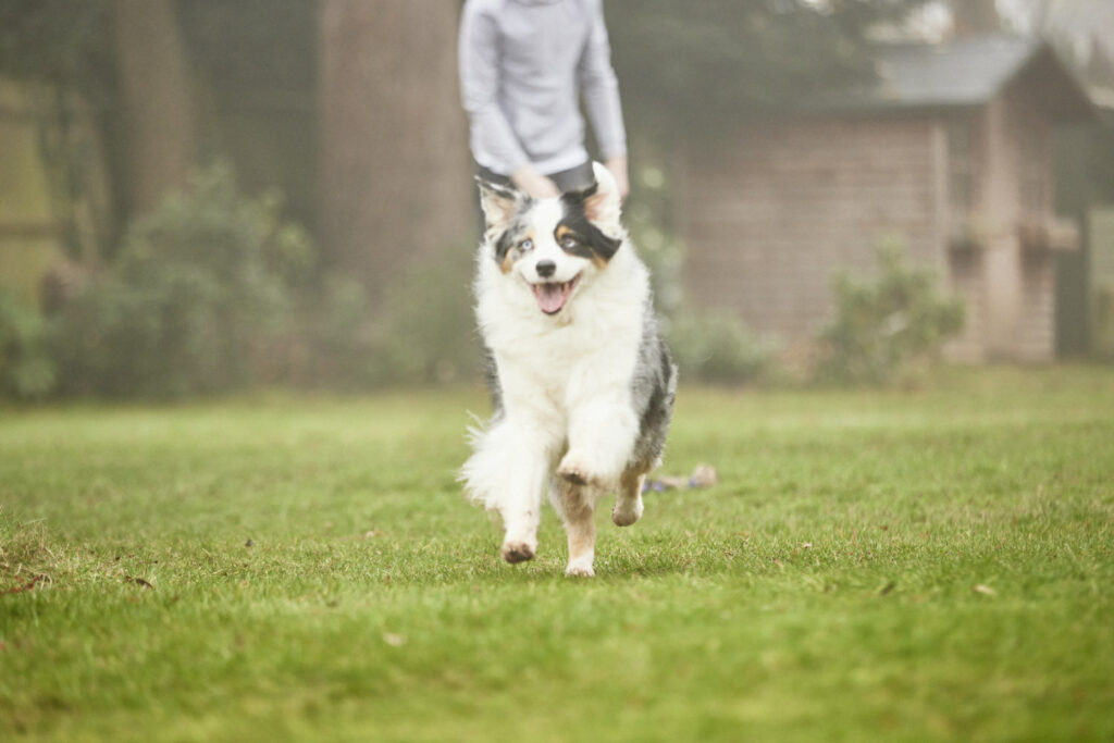 What to do if your dog has arthritis - joint care tips - tails.com