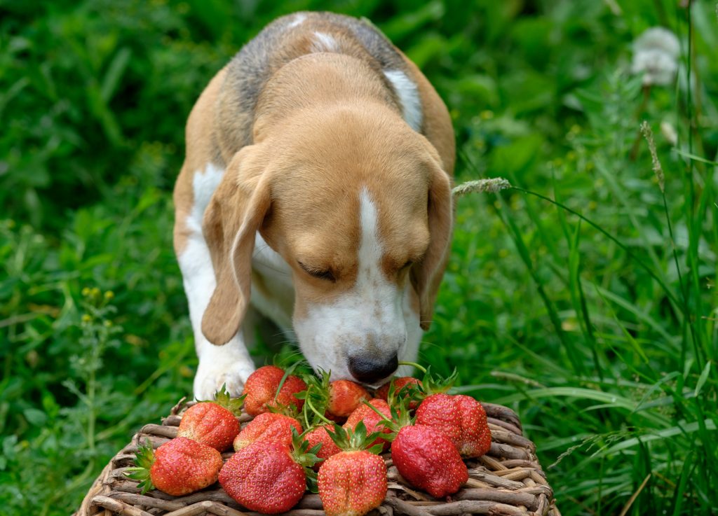 Strawberry tree fruit and dogs