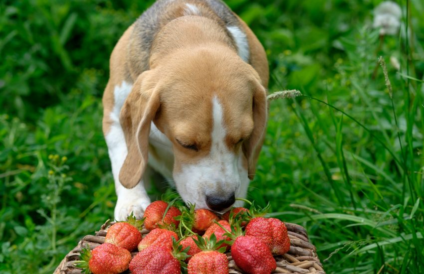 les chiens peuvent-ils manger les fruits