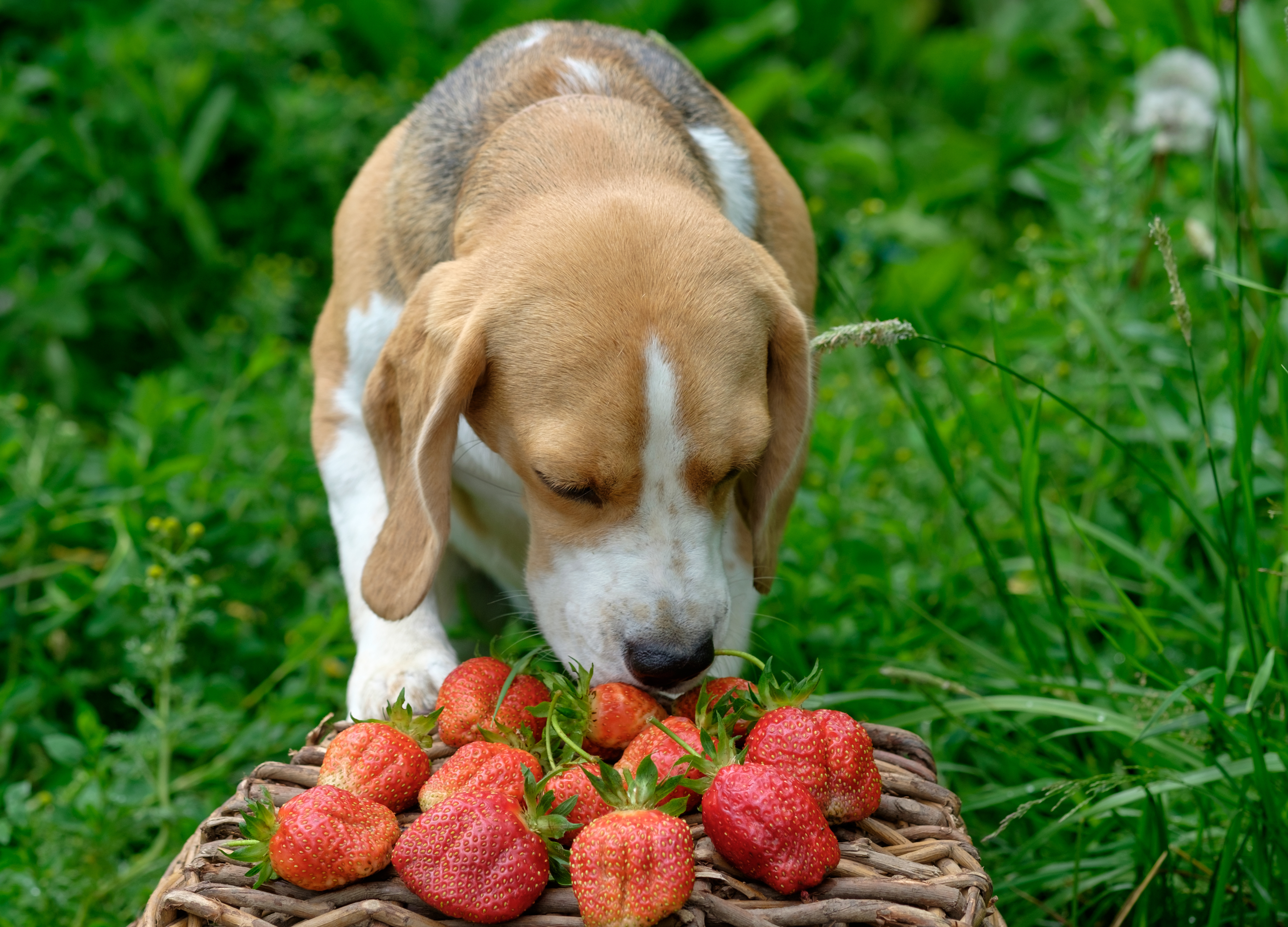 Можно кормящим клубнику. Клубника и животные. Собака с клубникой. Щенок с клубникой. Собака ест овощи и фрукты.