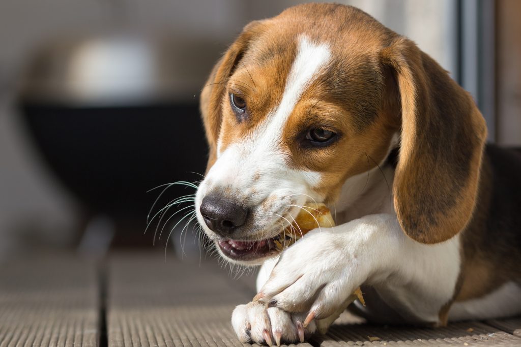 what if a dog eats a loaf of bread