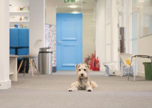 Separation anxiety in dogs