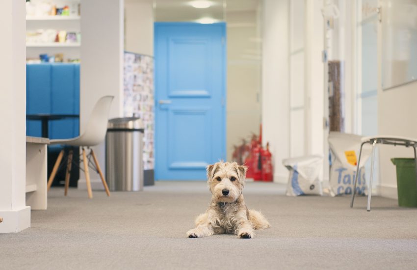 Separation anxiety in dogs