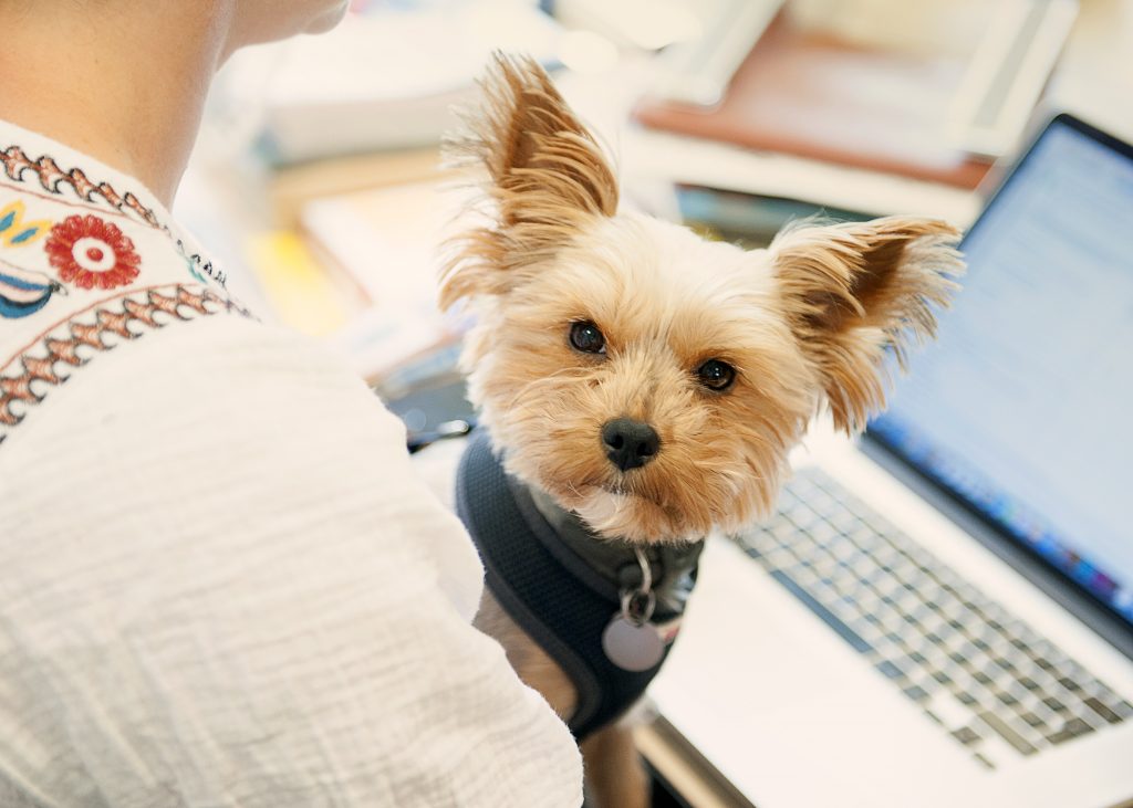 Biggie - Bring Your Dog To Work Day
