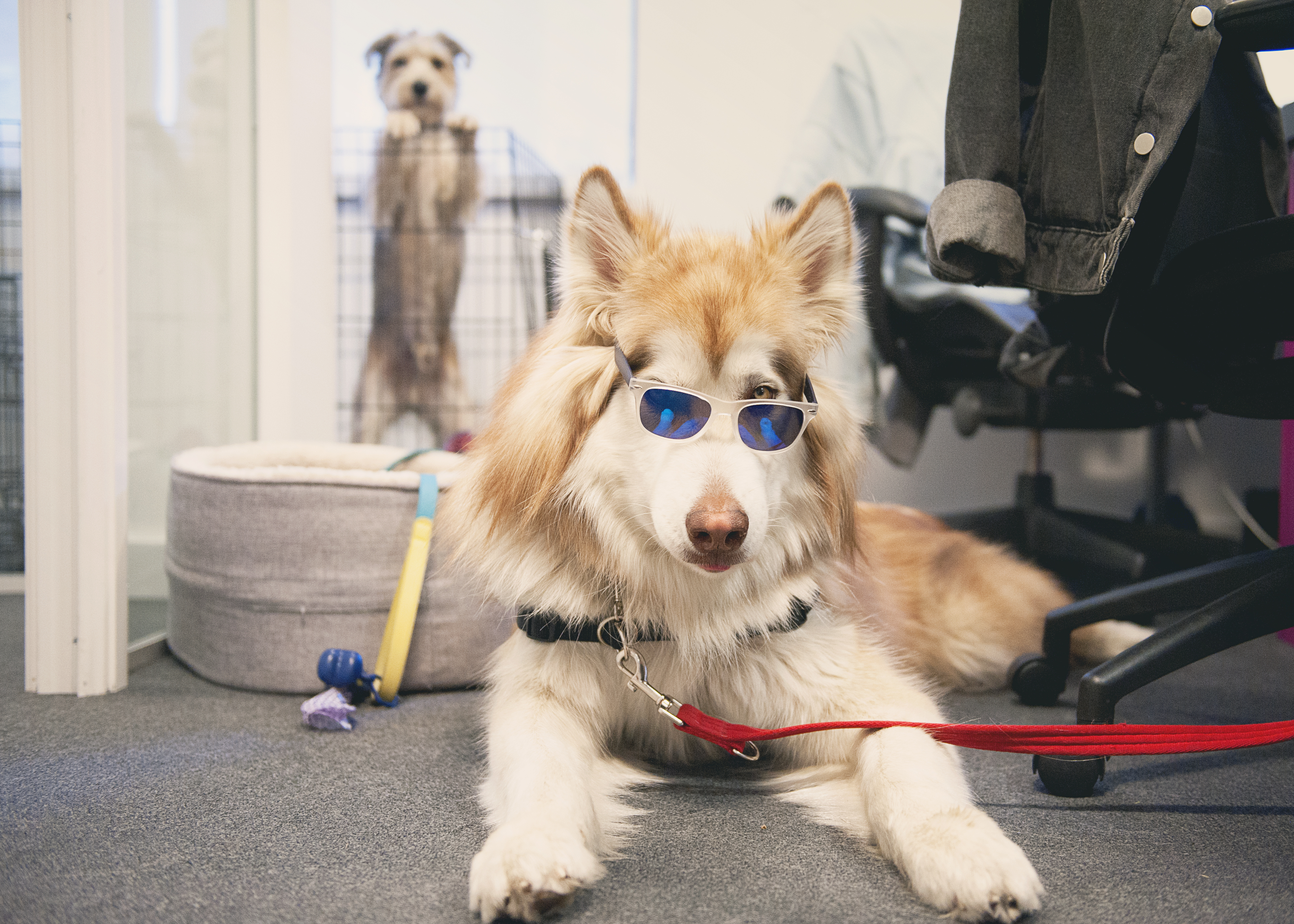 Bring Your Dog To Work Day