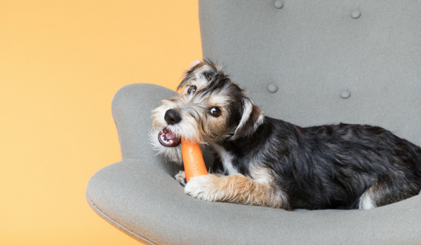 can dogs eat peas and green beans