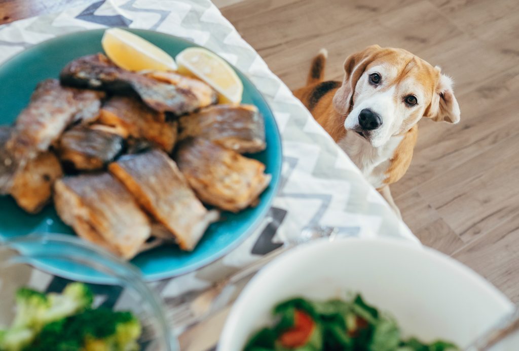 what fish is bad for dogs