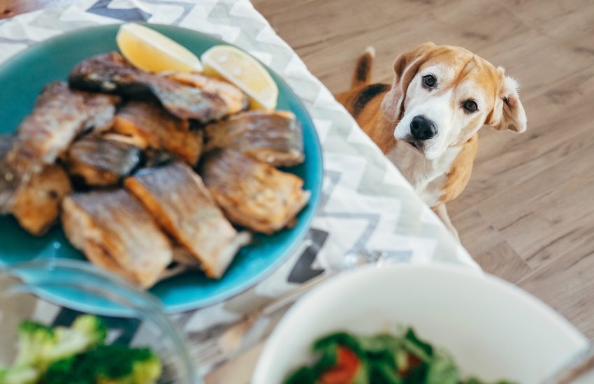 poisson chien
