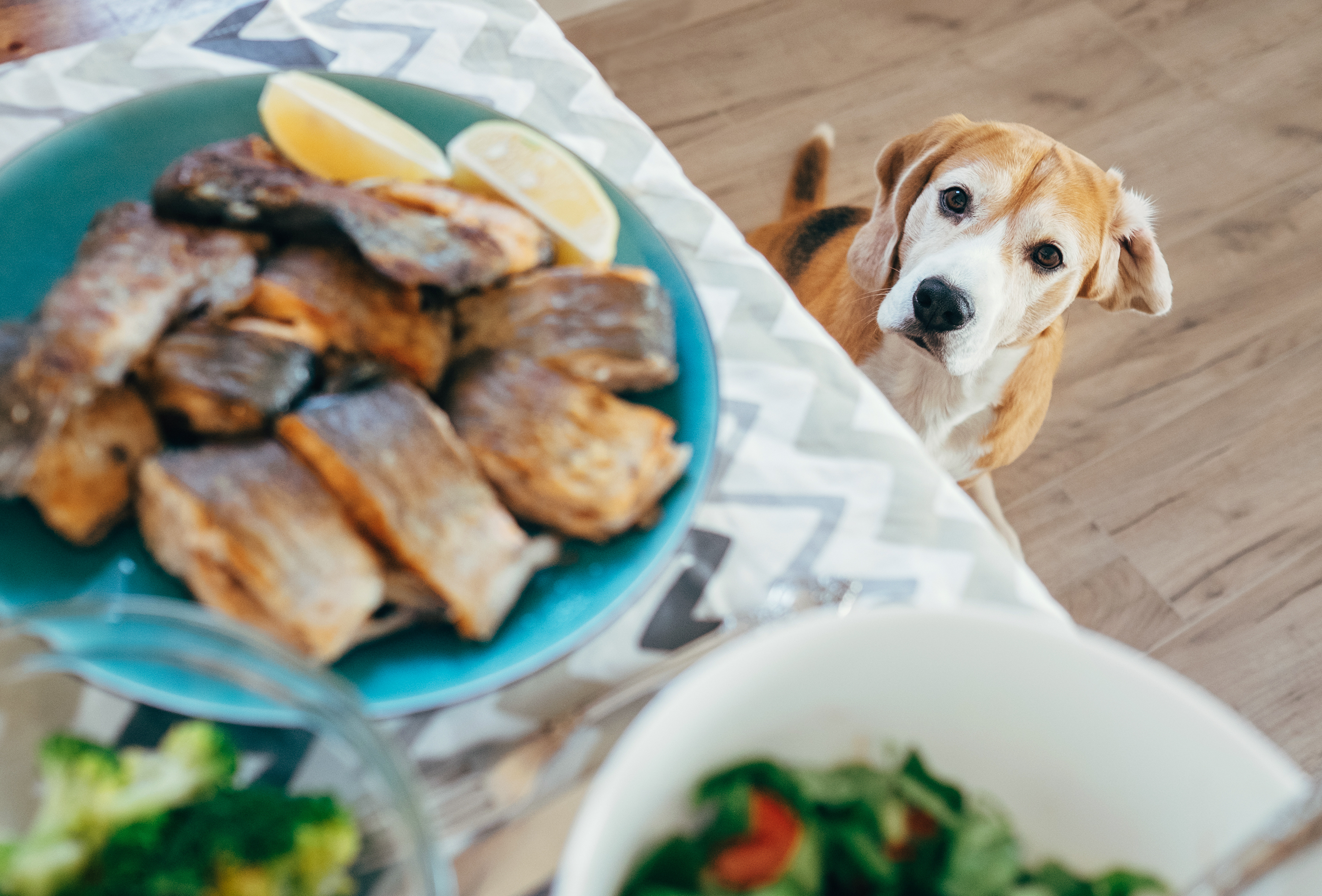 Can Dogs Eat Cooked Fish 