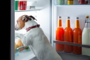 can dogs eat human snacks