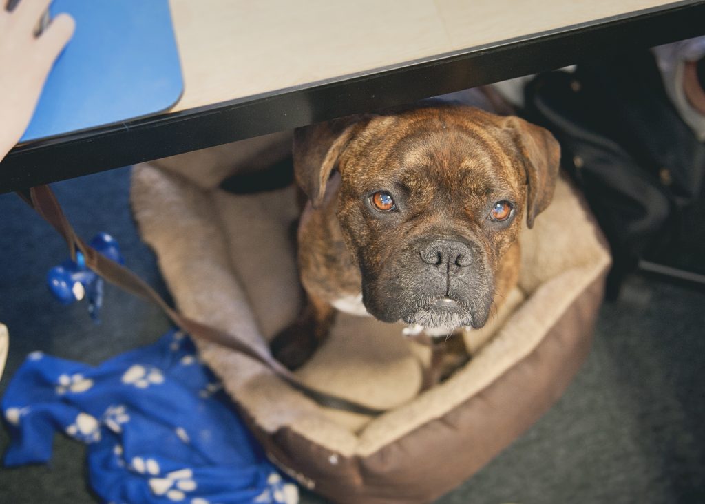 Ruby - Bring Your Dog To Work Day