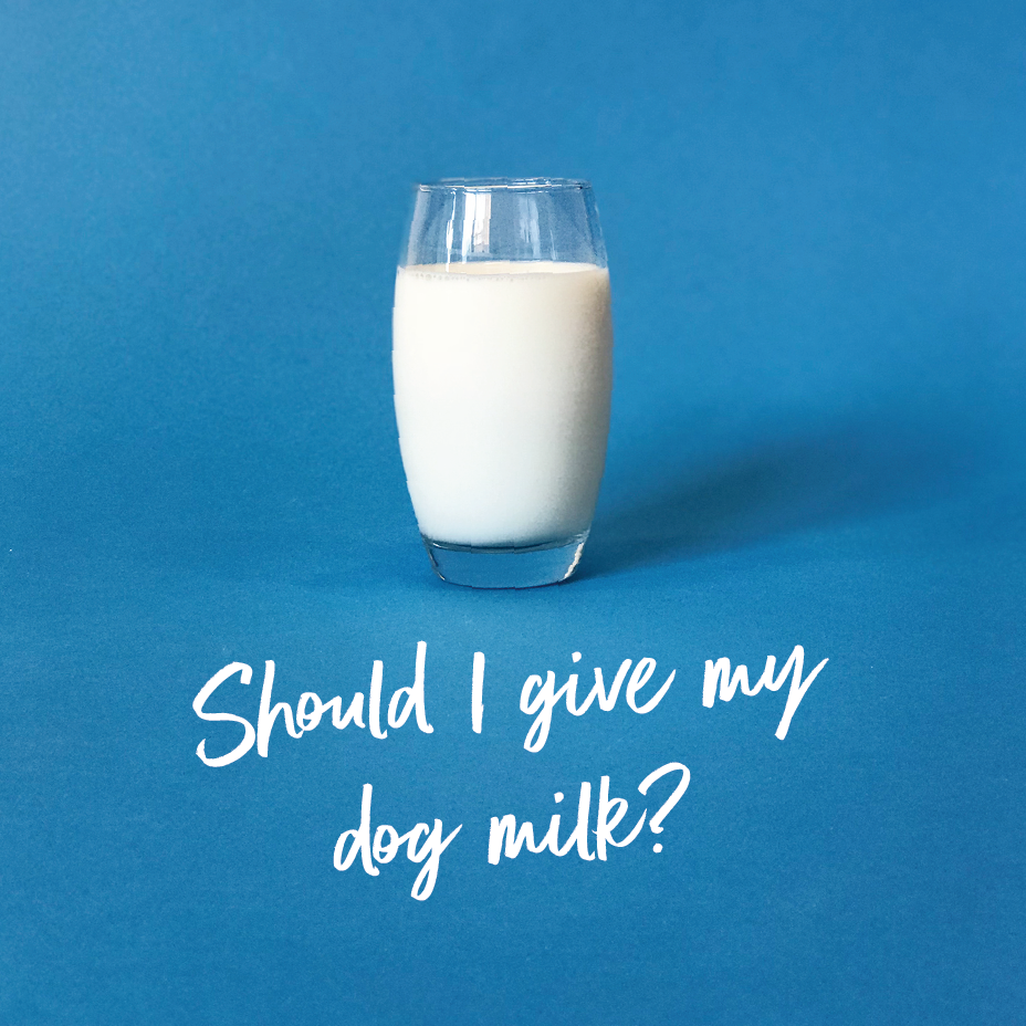 should I give my dog milk